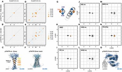 Coarse Grained Molecular Dynamic Simulations for the Study of TNF Receptor Family Members' Transmembrane Organization